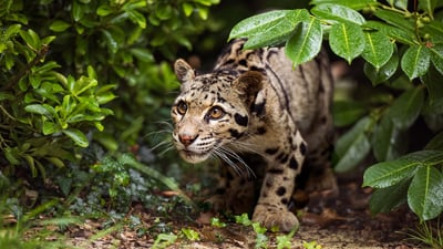 Bing wallpaper November 20, 2020. An Indian leopard on the prowl (© Colin Langford/Getty Images)