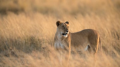Bing wallpaper August 9, 2025. Lionne dans la réserve nationale du Masai Mara, Kenya (© Tandem Stock/Adobe Stock)