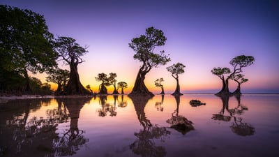 Bing wallpaper July 26, 2025. Mangrove trees at twilight, Walakiri Beach, island of Sumba, Indonesia (© Boonchet Ch./Getty Images)