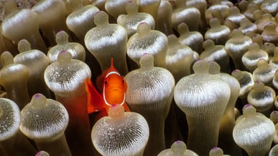 Bing wallpaper July 1, 2025. スパインチーク・アネモネフィッシュ, パプアニューギニア (© Fred Bavendam/Nature Picture Library)