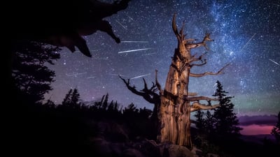Bing wallpaper July 15, 2025. Perseid meteor shower and an ancient bristlecone pine, Great Basin National Park, Nevada, United States (© Wirestock Creators/Shutterstock)