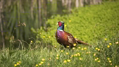 Bing wallpaper June 6, 2025. Common pheasant, Normandy, France (© slowmotiongli/Getty Images)