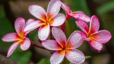 Bing wallpaper May 1, 2025. Plumeria flowers, Hawaii (© Miranda Jans/Getty Images)