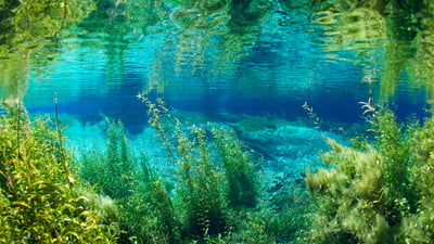 Bing wallpaper July 2, 2025. Fiume Rainbow nel Parco Statale di Rainbow Springs, Florida, USA (© Michel Roggo/Minden Pictures)