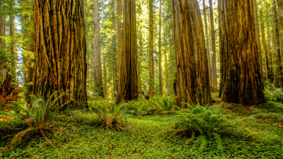 Bing wallpaper April 27, 2025. Grove of redwoods in Redwood National and State Parks, California, United States (© Bob Pool/Getty Images)
