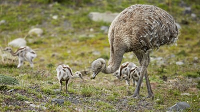 Bing wallpaper June 15, 2025. Lesser rhea adult male with chicks, Torres del Paine National Park, Patagonia, Chile (© Ignacio Yufera/Minden Pictures)