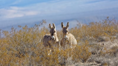 Bing wallpaper May 8, 2025. Donkeys in a valley near Rhyolite, Nevada (© Moelyn Photos/Getty Images)