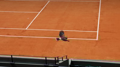 Bing wallpaper May 18, 2025. Faucon de Harris sur le court Suzanne-Lenglen, stade Roland-Garros, Paris (© Jacques Demarthon/Getty Images)