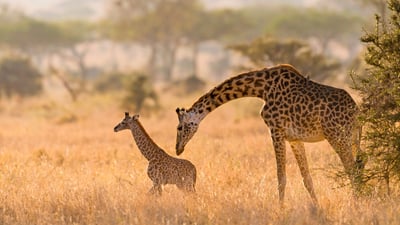 Bing wallpaper June 21, 2025. Masai giraffe mother grooming her calf in the Serengeti, Tanzania (© Alberto Cassani/Getty Images)