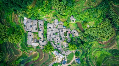 Bing wallpaper May 21, 2025. Tea garden at Yangjiatang Village, Songyang County, China (© feng xu/Getty Images)