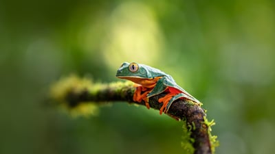 Bing wallpaper June 27, 2025. Splendid leaf frog (© Jan Stria/Shutterstock)