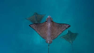 Bing wallpaper August 14, 2025. Raies léopards, île San Cristóbal, archipel des Galápagos, Équateur (© Tui De Roy/Minden Pictures)