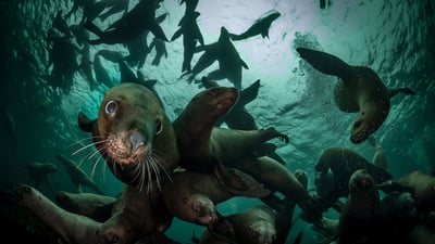 Bing wallpaper June 8, 2025. Steller sea lions, Vancouver Island, British Columbia, Canada (© Steve Woods Photography/Getty Images)