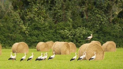 Bing wallpaper May 25, 2025. Cigognes blanches dans un champ de meules de foin (© Buchet Jean-marc/Wirestock/Adobe Stock)