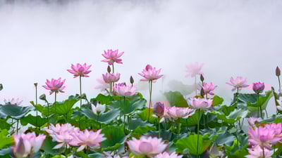 Bing wallpaper June 20, 2025. 雾中莲花，中国佛山 (© huoguangliang/Getty Images)