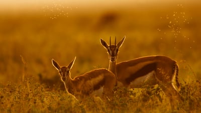Bing wallpaper July 11, 2025. Thomson's gazelle mother and fawn, Maasai Mara, Kenya (© Gallo Images/DanitaDelimont.com)