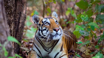 Bing wallpaper July 29, 2025. Female Bengal tiger, Kanha National Park, India (© Axel Gomille/Nature Picture Library)