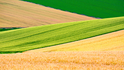 Bing wallpaper July 7, 2025. パッチワークの路, 北海道 美瑛町 (© DoctorEgg/Getty Images)
